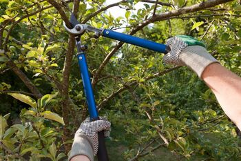 Tree Trimming in Sharon, Connecticut by MRO Landscaping LLC