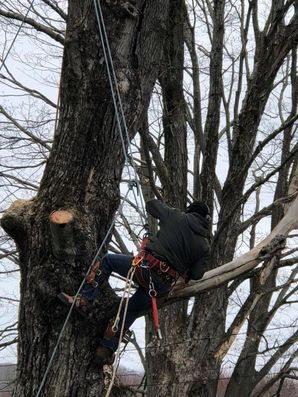 Tree Services in Ridgefield, Connecticut by MRO Landscaping LLC