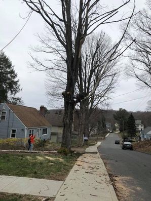 Tree Services in Stamford, CT (2)